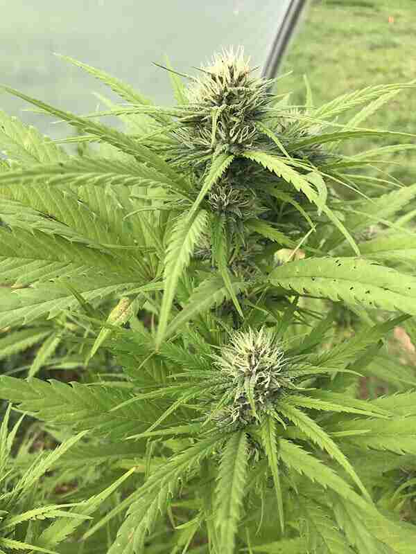 cbd e thc
