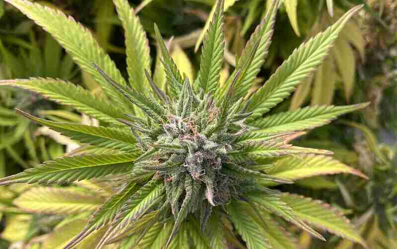 CBD e THC: cosa sono e quali sono le principali differenze?