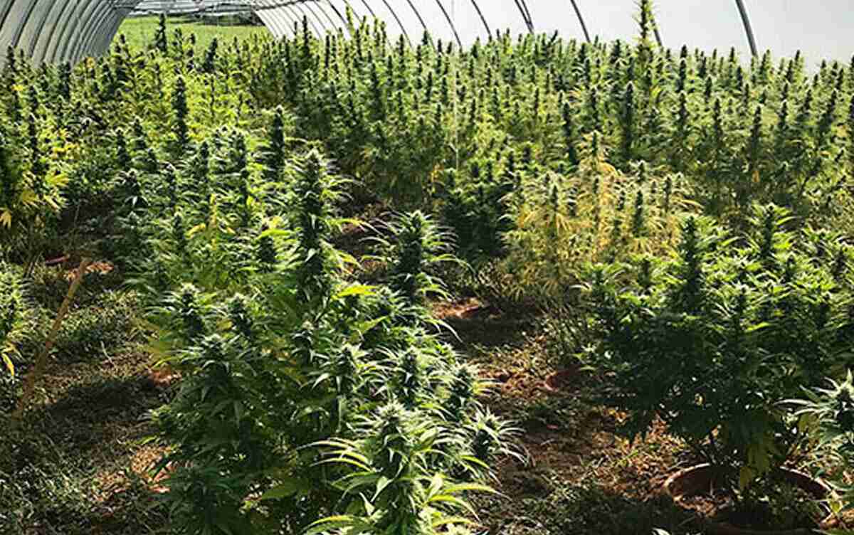 In Italia, il CBD è legale?