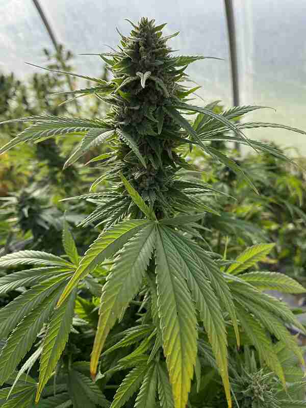 cos'è il thc -pianta