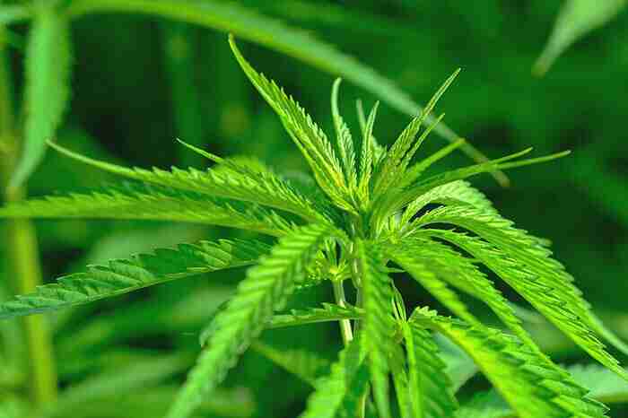 CBD-in-gravidanza
