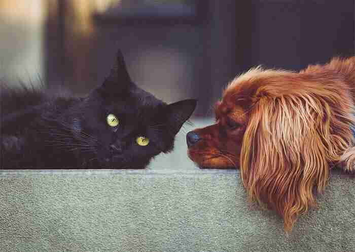 olio CBD per cani e gatti