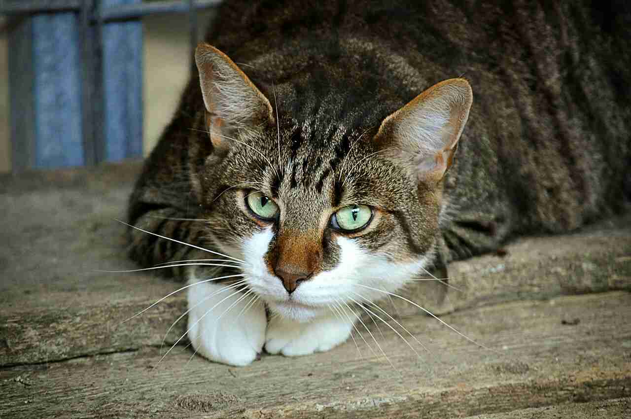 CBD per gatti