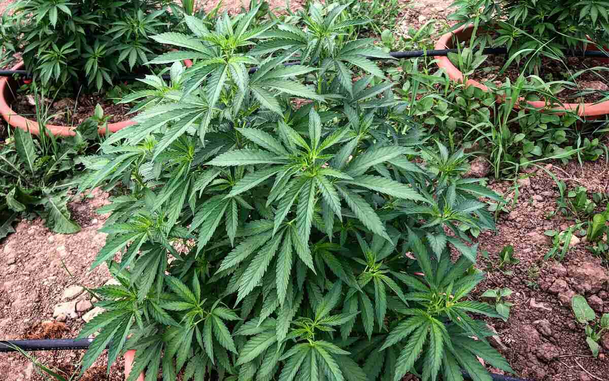 Tipi di marijuana e cannabis: facciamo chiarezza