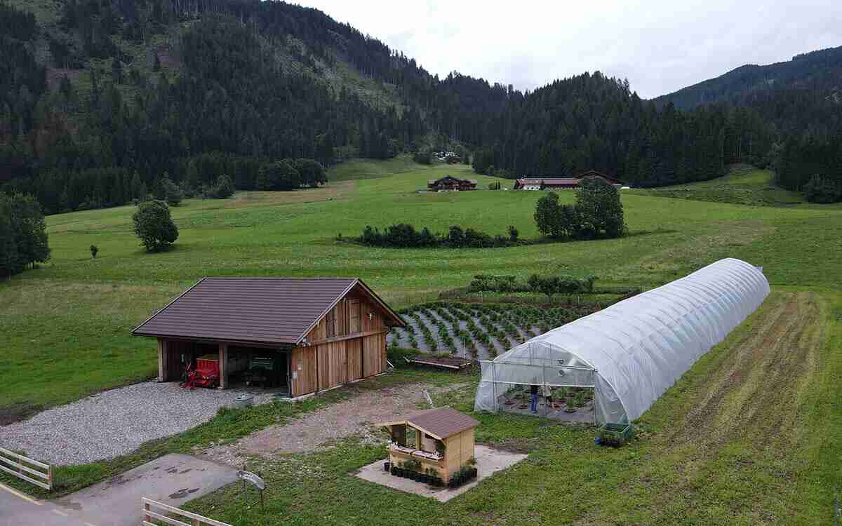 come-si-coltiva-la-canapa-Dolomiti BioHemp