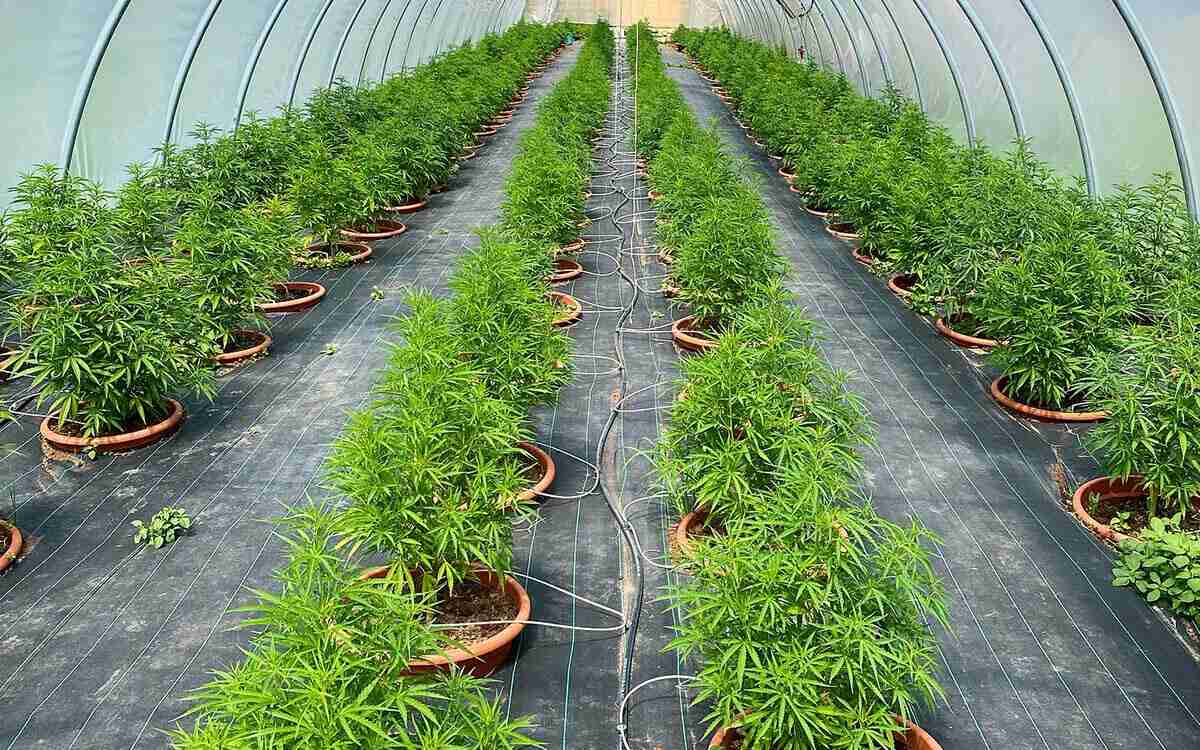 Come si coltiva la Canapa Light: ecco qualche dritta prima di iniziare!