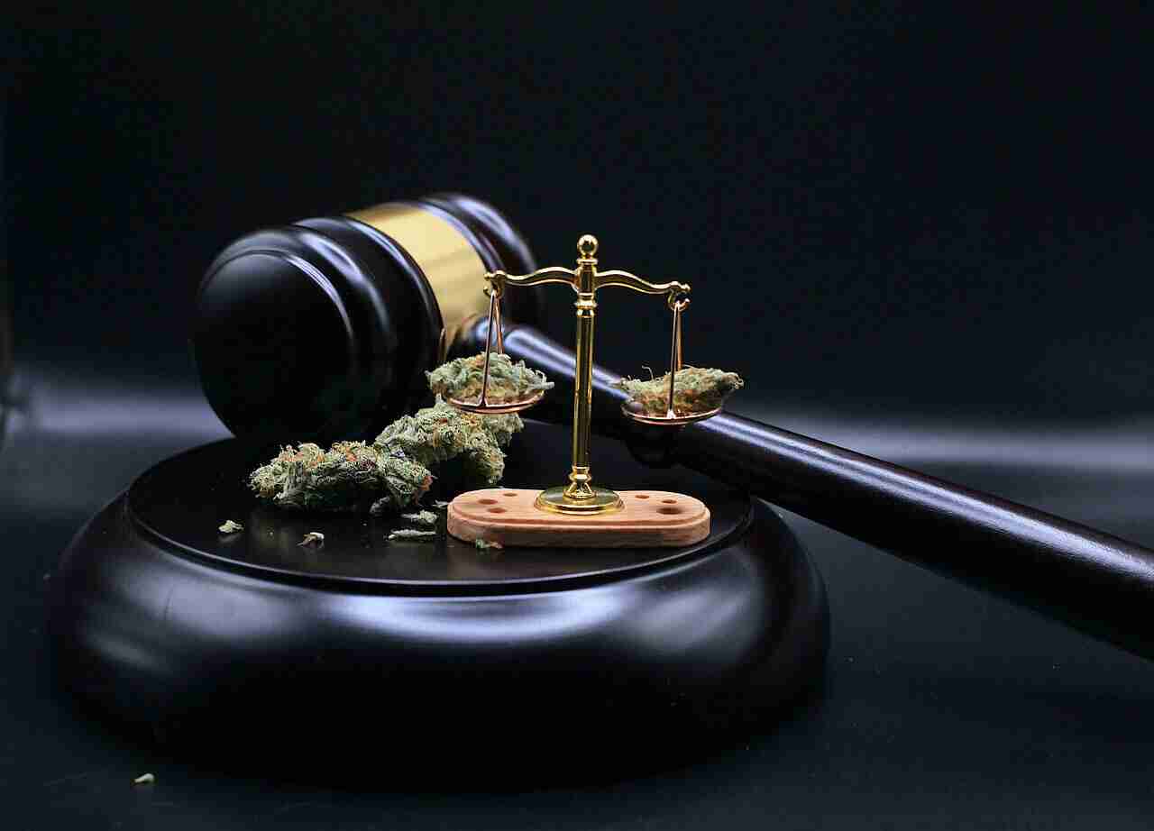 Che percentuali di THC ha la pianta del genere cannabis?