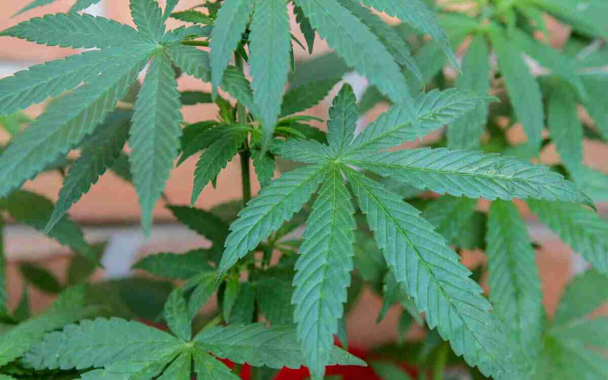 organismo-producere-cannabinoidi-canapa
