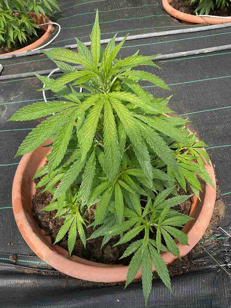 cura-piantina-di-marijuana-2