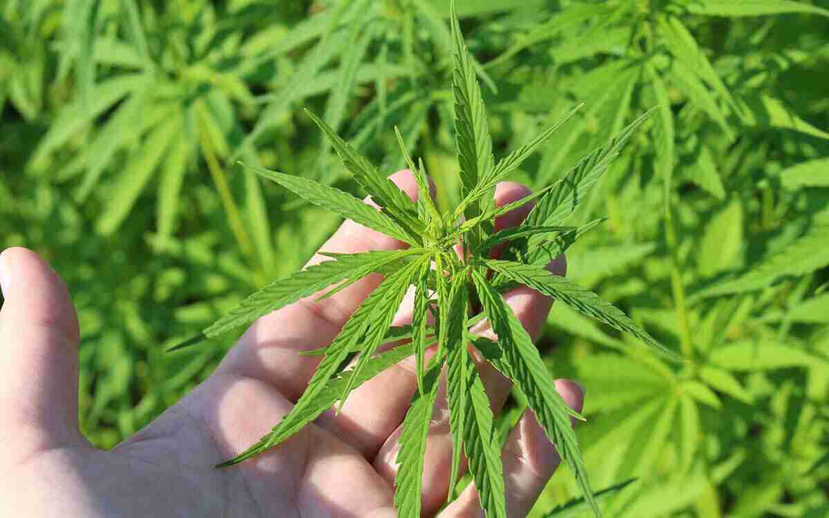 Come prendersi cura di una piantina di marijuana