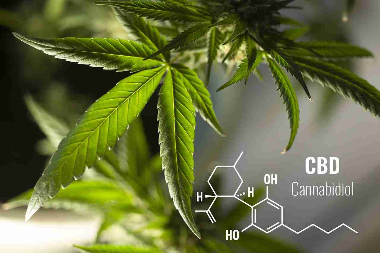 cbd-nelle-urine-canapa