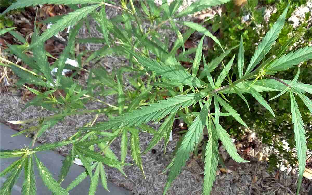 Cannabis Ruderalis: che cos’è e come si usa