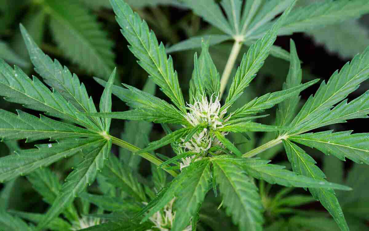 cannabis-autofiorente-2