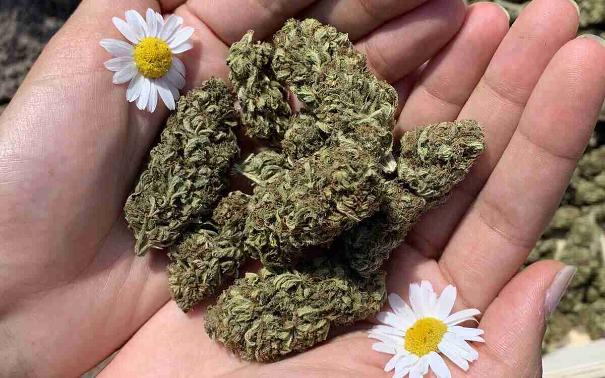 Cannabis Autofiorente: cosa la rende così unica