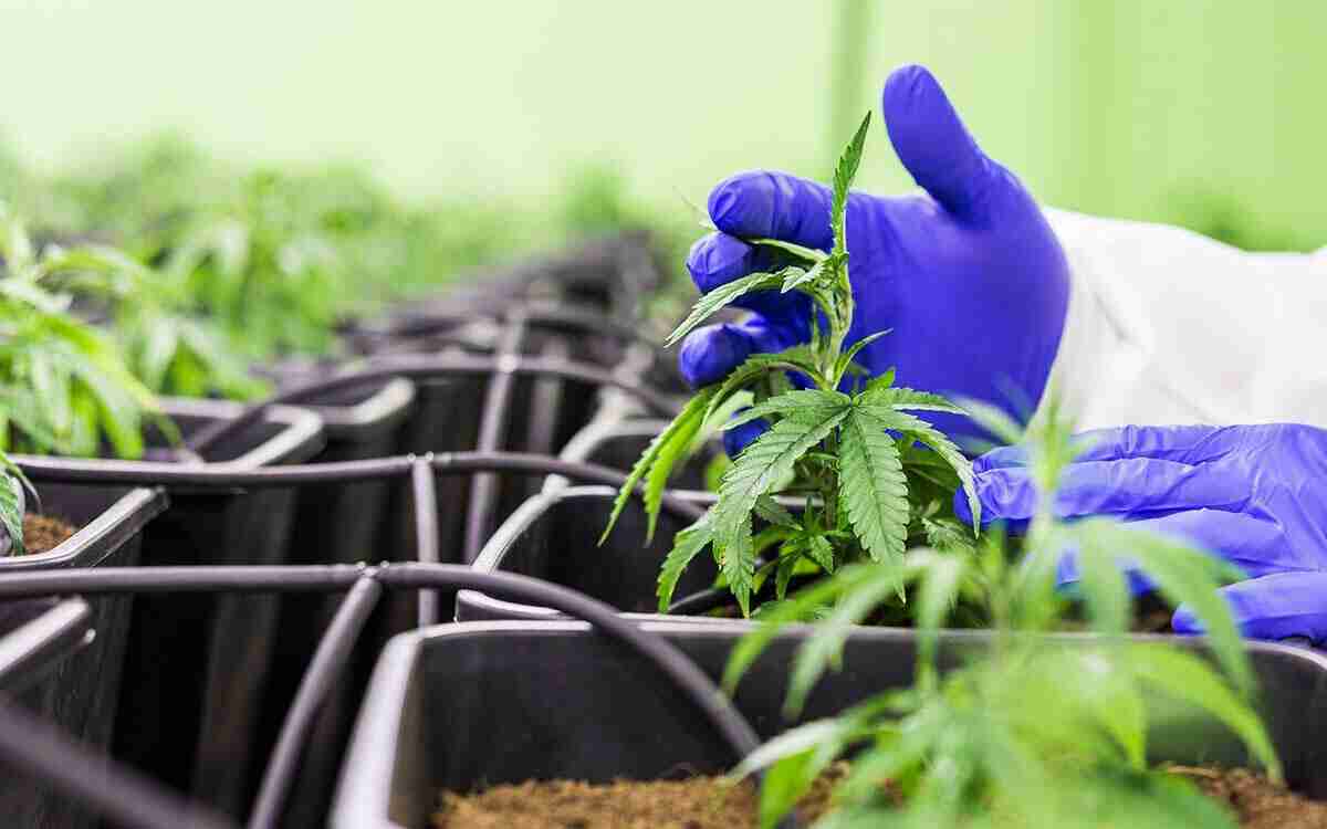 Decreto Speranza Schillaci sul CBD: facciamo chiarezza