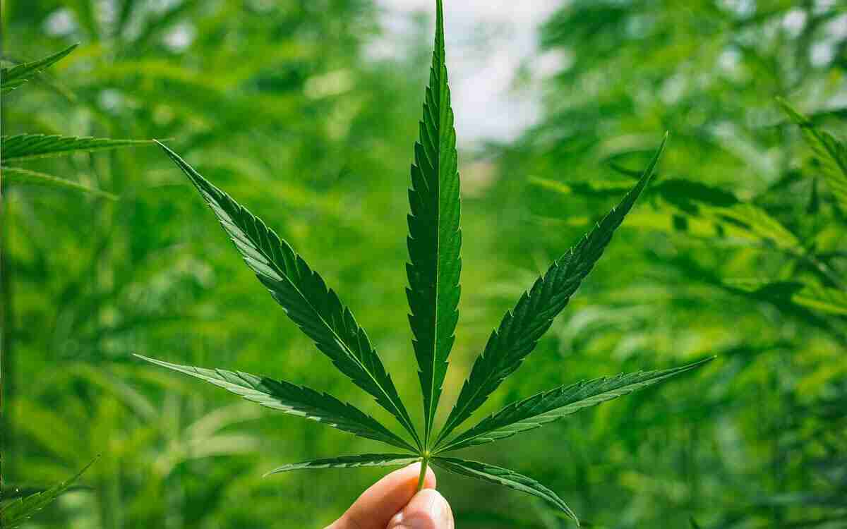 cannabis-e-sport-canapa