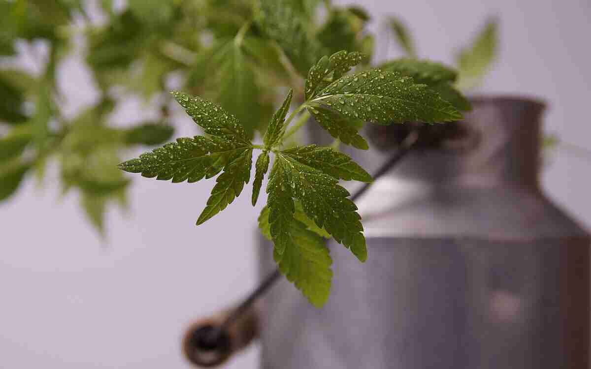 hhc cannabis sintetica