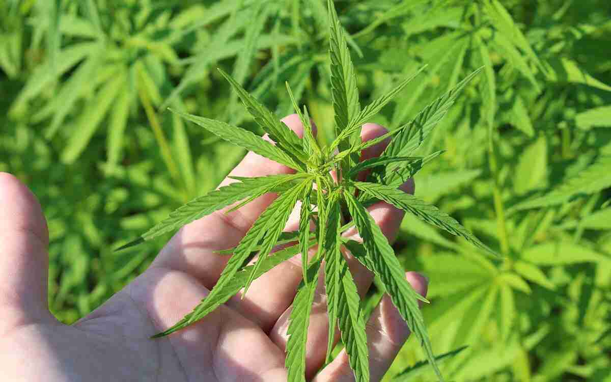 Cannabis Indica: caratteristiche, effetti e gli usi