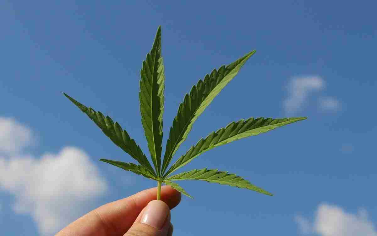 Cannabis sativa: gli effetti e le proprietà