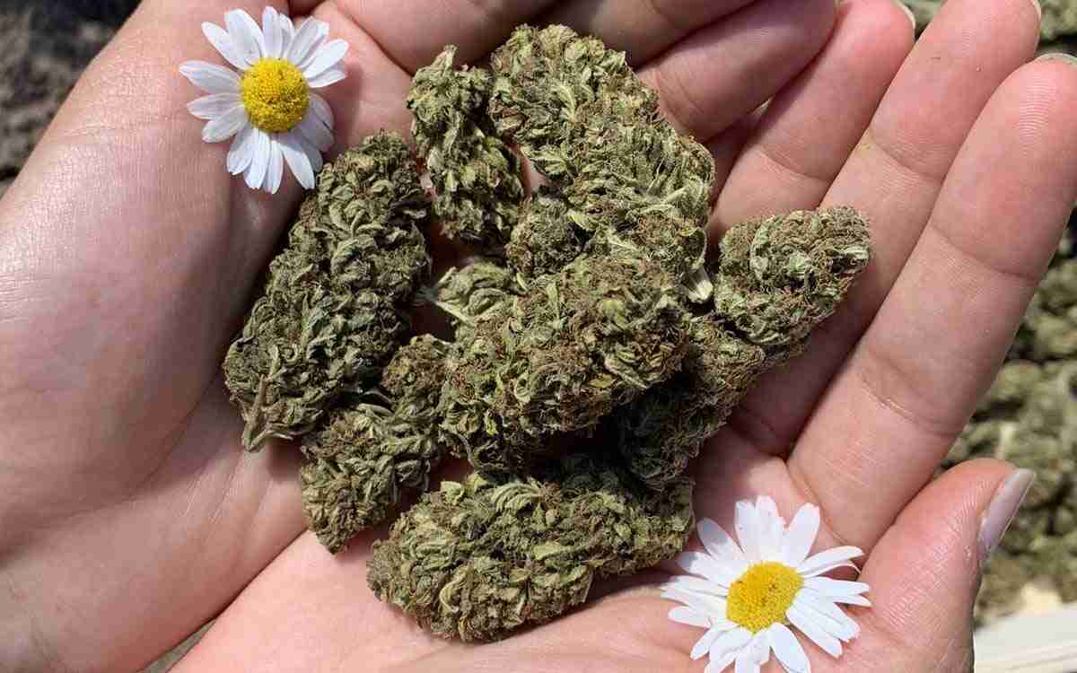 Erba legale: finalmente le risposte a tutte le tue domande