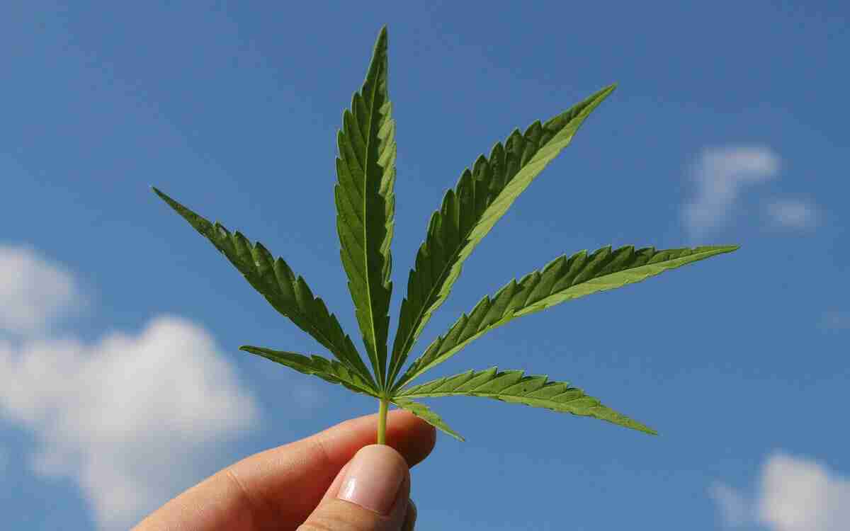 la cannabis fa dimagrire la cannabis fa dimagrire