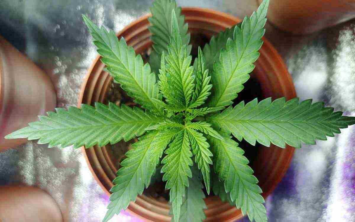 la marijuana fa dimagrire la marijuana fa dimagrire
