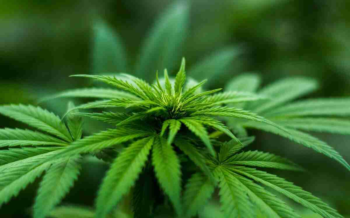 cannabis senza thc