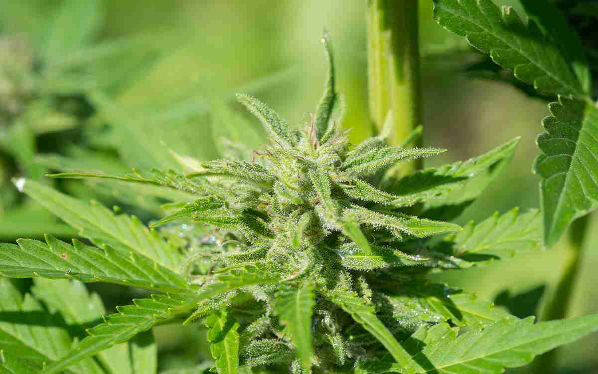 Decreto Sicurezza 2025: cosa cambia nel settore della Cannabis Light