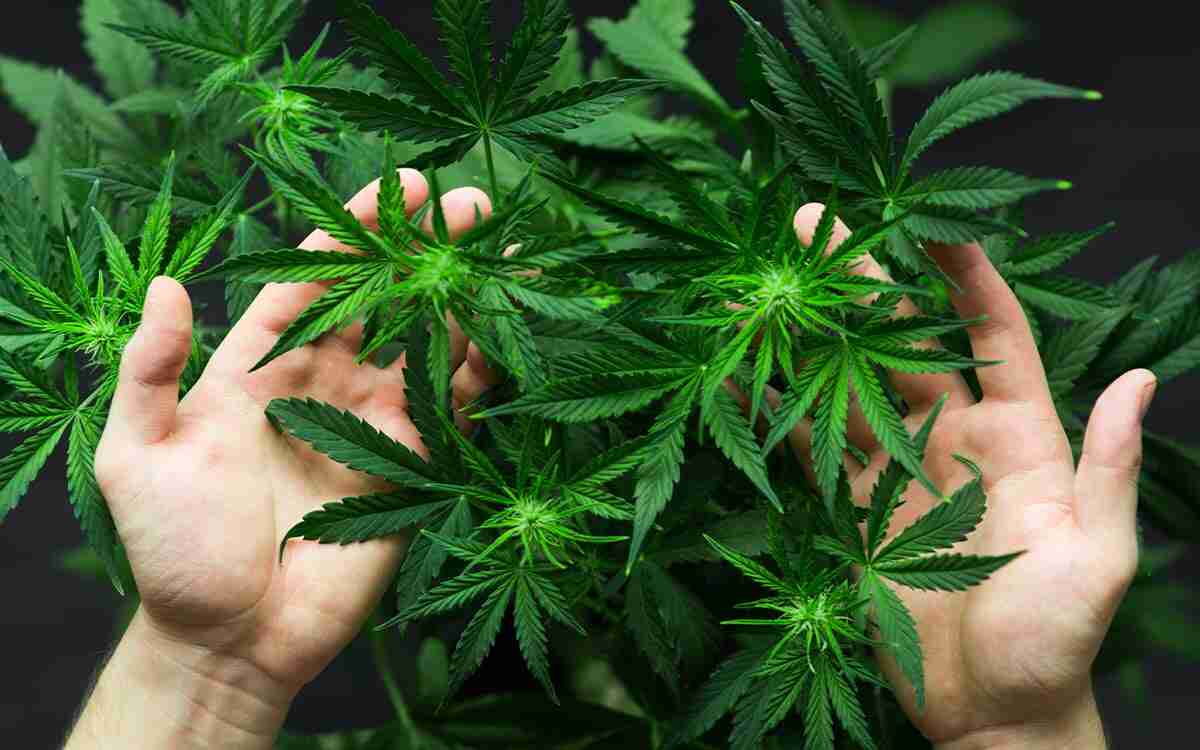 nuove regole imposte dal Decreto Sicurezza 2025 sulla cannabis light
