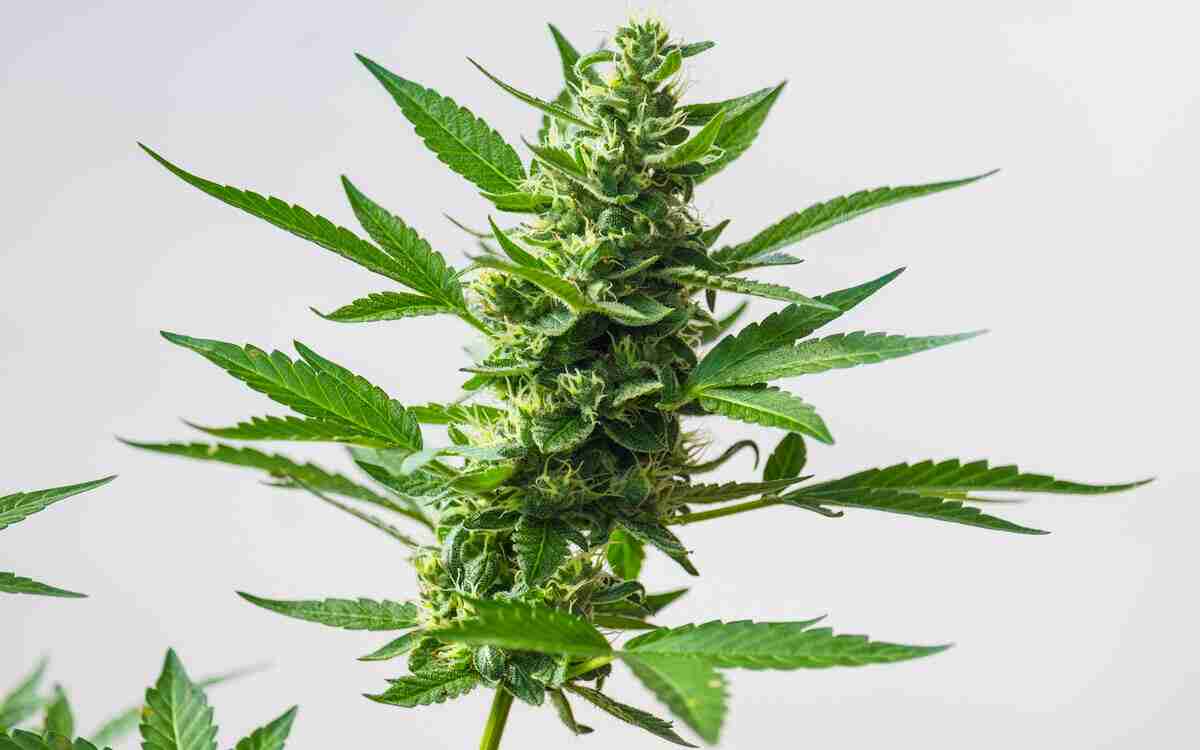 Il potere dei fiori di marijuana, cuore verde della canapa