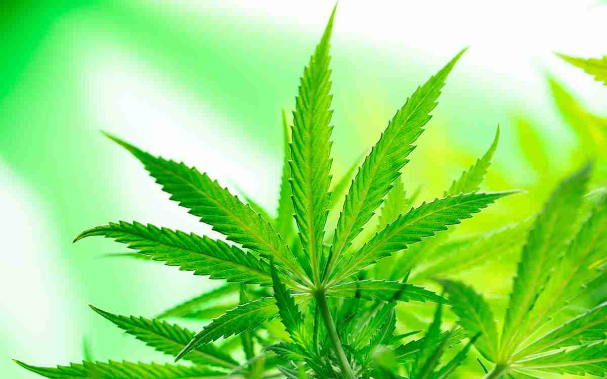 La ganja: cos’è e qual è la differenza con l’erba