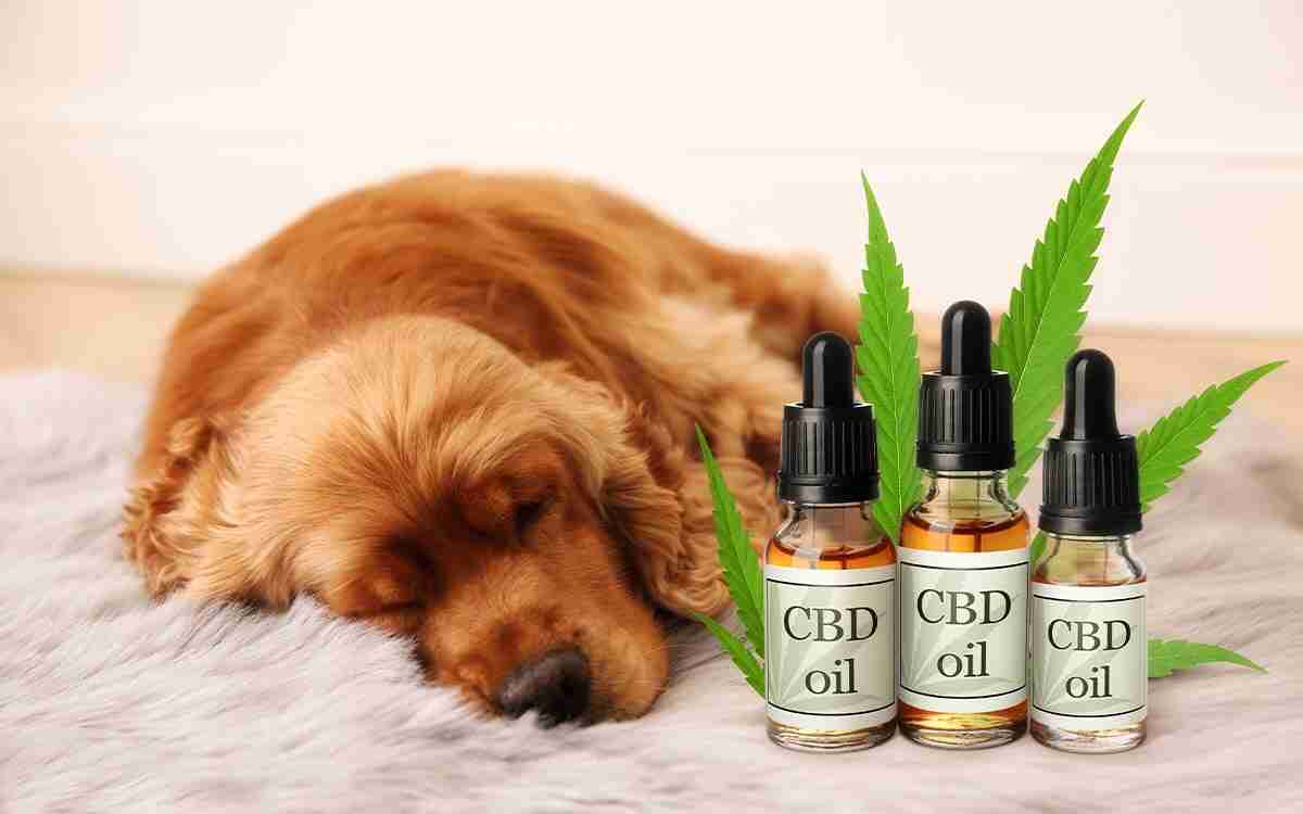 Gocce calmanti per cani: i benefici del CBD