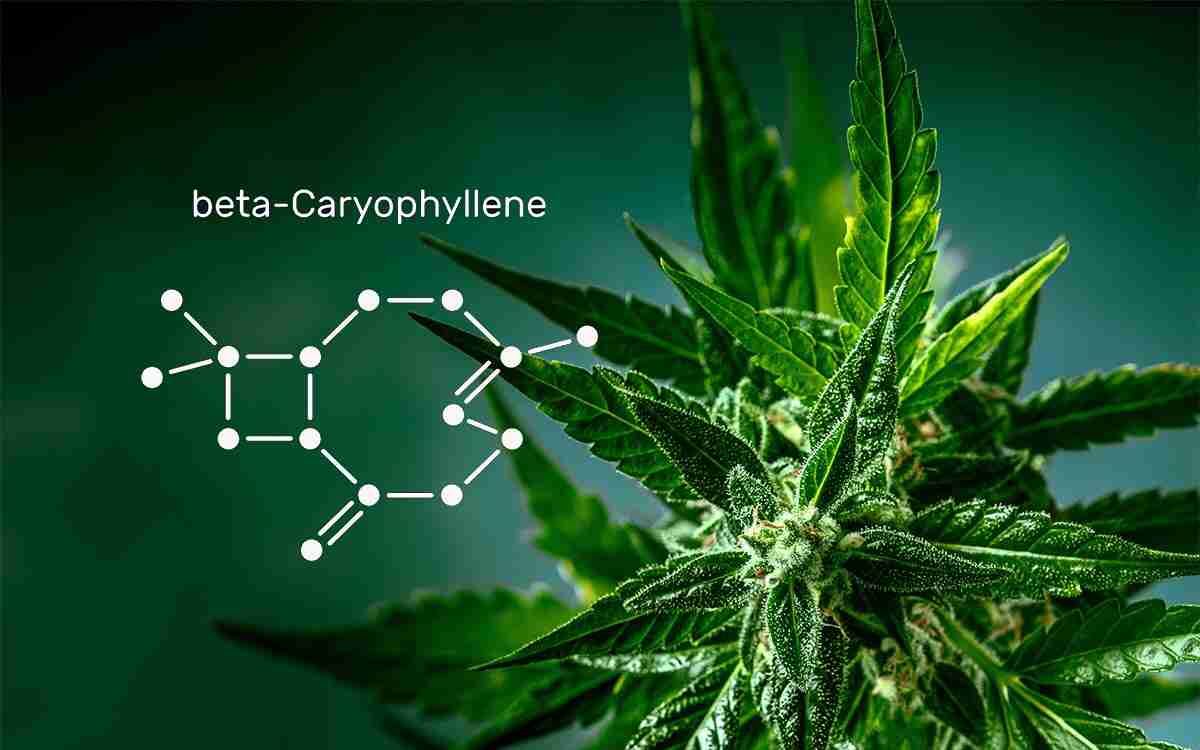 Beta-cariofillene: integratore per il tuo benessere contro lo stress