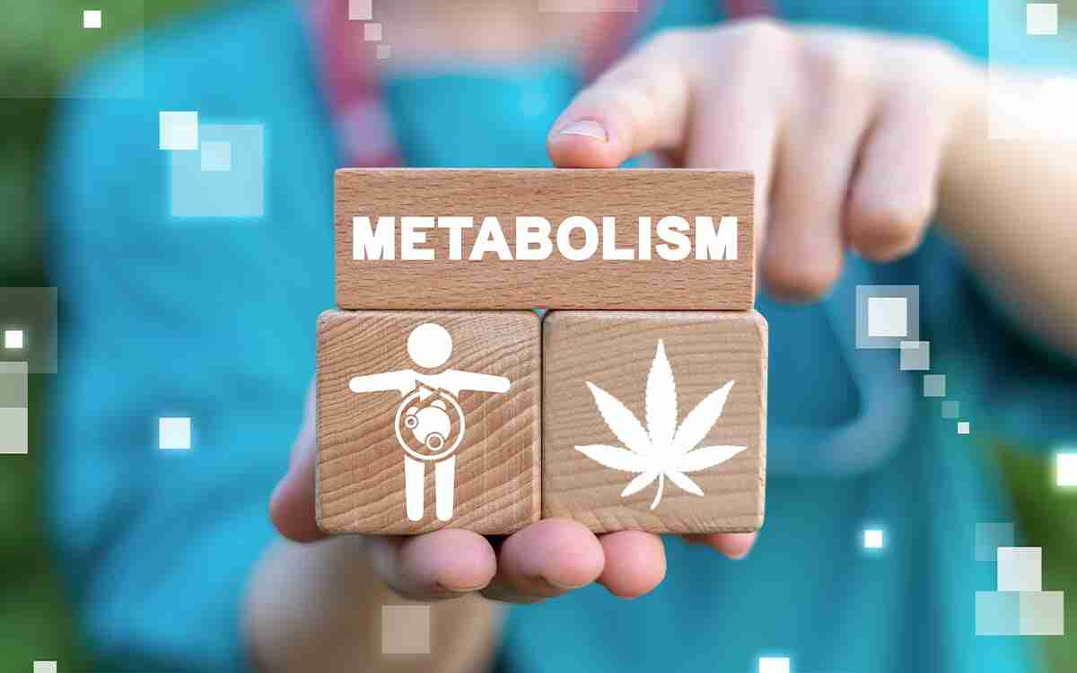 Come accelerare il metabolismo: il ruolo del CBD