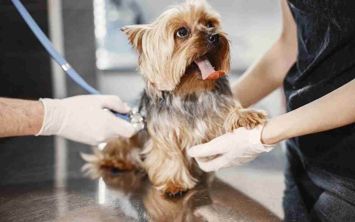 Antidolorifico per cani: linee guida tra farmaci e rimedi naturali